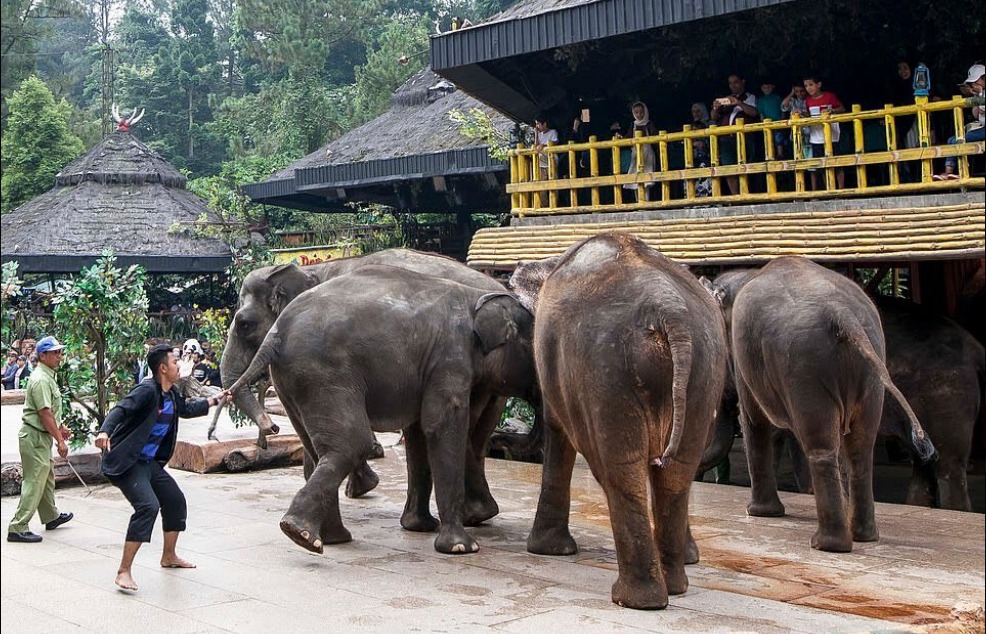 Taman Safari Indonesia Diseret dalam Laporan Dugaan Pelanggaran HAM Eks Pemain Sirkus OCI